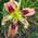 Лилейник Hemerocallis ‘Wild And Wonderful’